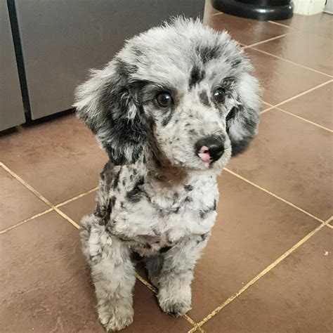 Blue merle poodle. Things To Know About Blue merle poodle. 